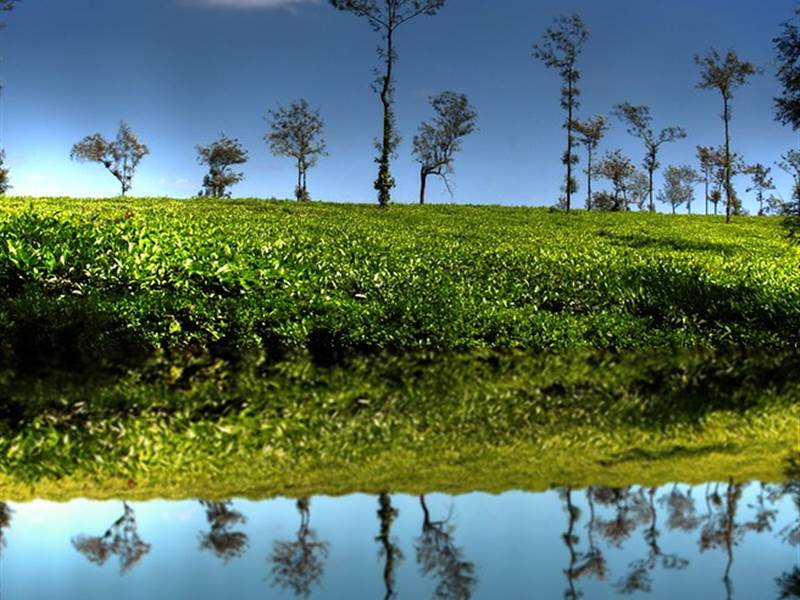 Coorg Honeymoon Packages